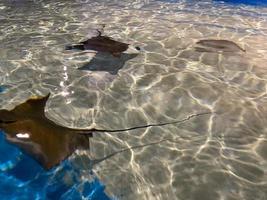 raia de águia manchada e arraia no oceano foto