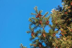 pinhas da árvore douglas. cone maduro em ramos de pseudotsuga menziesii. foto