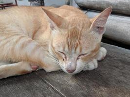 gato dormindo posição arqueada do corpo na cadeira de madeira foto