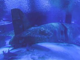 oceanário em um país quente. os peixes do aquário vivem na água. mundo subaquático do mar. um avião abandonado está no fundo, os animais nadam nele foto