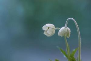 botões de flores de anêmona japonesa fecham o tiro. foto