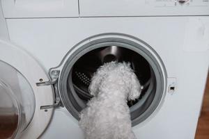 lindo cachorrinho branco olhando para a máquina de lavar. foto