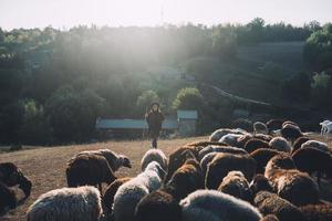 pastora e rebanho de ovelhas em um gramado foto