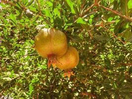 romã amarela pendurada em um galho de árvore. ramo verde com folhas em um país quente e tropical. frutas comestíveis com vitaminas. fruta útil foto