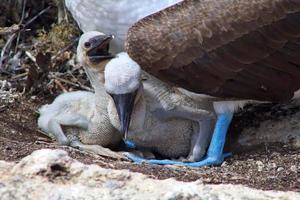 atobás de pés azuis nas ilhas galápagos foto