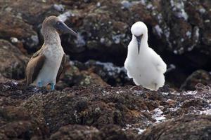 atobás de pés azuis nas ilhas galápagos foto