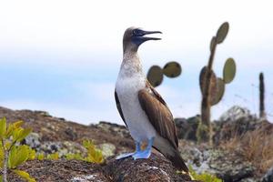 atobás de pés azuis nas ilhas galápagos foto