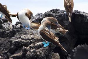 atobás de pés azuis nas ilhas galápagos foto