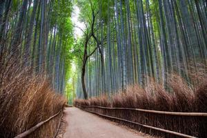 floresta de bambu de arashiyama em kyoto, japão foto