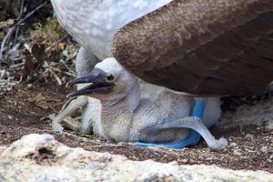 atobás de pés azuis nas ilhas galápagos foto