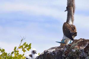 atobás de pés azuis nas ilhas galápagos foto