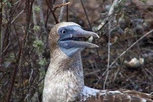 atobás de pés azuis nas ilhas galápagos foto