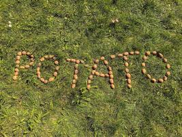 a palavra batata é colocada na grama verde das batatas. batatas no chão, cartas de batatas. produtos ecológicos agrícolas, produtos alimentares veganos. alimento vitamínico foto