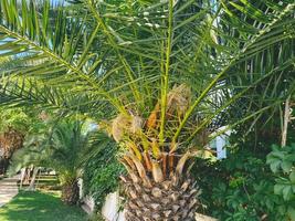 árvore tropical e rara em um país quente. uma palmeira com grandes folhas verdes e casca dura cresce sob o sol. planta incomum. parque de palmeiras foto