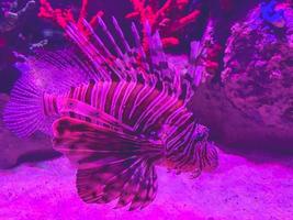 observação da vida dos peixes no aquário. peixe-leão incomum e exótico em cores de zebra. peixe nada no fundo do mar ao lado de areia, rochas e algas foto