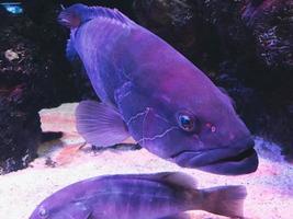 observação da vida dos peixes no aquário. peixe grande com escamas listradas e olhos azuis. peixe exótico manchado, animal subaquático incomum foto