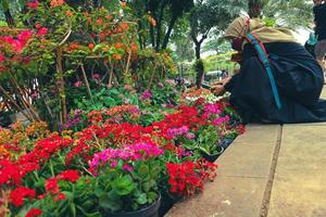 Jacarta, Indonésia, em julho de 2022. Kalanchoe blossfeldiana também é conhecida como Flaming Katie por causa de suas lindas flores laranja brilhantes e duradouras. foto