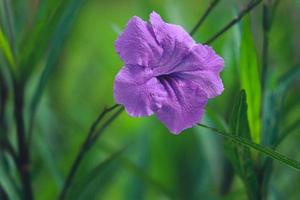 roxo kencana ruellia mexicano ou simplex pletekan flor roxa dourada é outro nome para a flor ruellia. foto