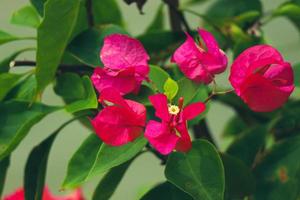 flores de papel ou bougenville com flor vermelha estão florescendo foto