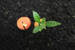 broto de abacate e sementes germinadas do solo. foto