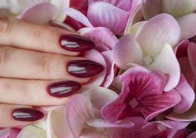 mãos de uma jovem com manicure vermelho escuro nas unhas foto