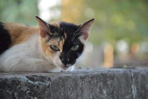 gato siam ou gato tailandês sentado e deitado debaixo da árvore, foco suave e seletivo. foto