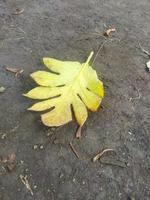 folha de outono no chão foto