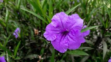 close-up de flor dourada roxa ou ruellia angustifolia em um jardim foto