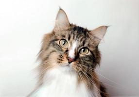 retrato de um gato fofo com nariz branco. gato de raça siberiana. gato de cabelo comprido. foto