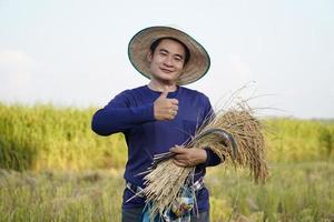 bonito agricultor masculino asiático usa chapéu, mantém foice e plantas de arroz colhidas no arrozal. conceito, ocupação da agricultura. agricultor com arroz orgânico. foto