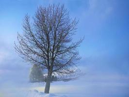 linda árvore natural sem folhas, mas galhos secos em dia de clima frio na temporada de inverno. cobertura de neve, cênica do ambiente branco ao ar livre, embaçada do fundo do céu de cor pastel azul foto