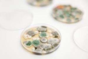 amostras de mofo em fundo branco. uma placa de petri com colônias de microorganismos para análise bacteriológica em um laboratório microbiológico. close-up vista do molde. foto