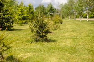 abetos em linha no parque, primavera ou verão. arvores coníferas. pequenas mudas verdes de árvores coníferas. abeto de abeto crescente verde. brotar, nova vida. beleza da natureza, tempo ensolarado. foto