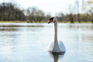 cisne branco na natureza. um lindo cisne nadando no lago. água azul, sol, beleza da natureza. cygnus olor. visão de perto. foto