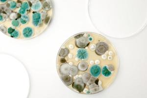 amostras de mofo em fundo branco. uma placa de petri com colônias de microorganismos para análise bacteriológica em um laboratório microbiológico. close-up vista do molde. foto