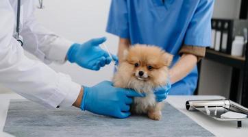 cão da pomerânia recebendo injeção com vacina durante consulta na clínica foto