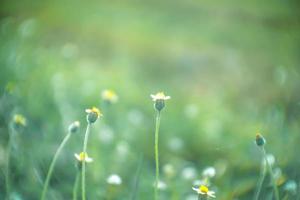 campos de flores turvas e selvagens. lindos crescendo e florescendo pela manhã foto