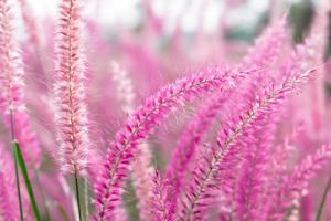 campos de flores silvestres cor de rosa. belo crescimento e florescimento na natureza, foco seletivo foto