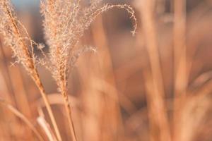 close up abstrato da grama seca longa como pano de fundo. fundo bokeh de grama vintage com luz solar foto