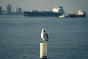 gaivotas na ilha wolmido, incheon, coreia foto