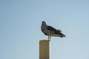 gaivotas na ilha wolmido, incheon, coreia foto