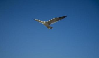 gaivotas na ilha wolmido, incheon, coreia foto