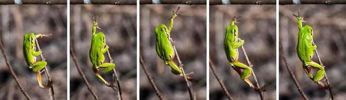 perereca europeia alcançando um galho no habitat natural, pequena perereca na floresta, colagem passo a passo. hyla arborea foto