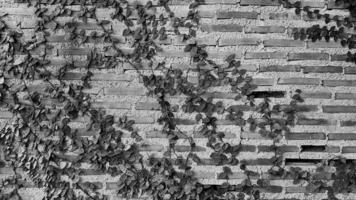videira verde, hera, liana, trepadeira ou crescimento de plantas trepadeiras na parede de tijolos com espaço de cópia em tom preto e branco ou monocromático. beleza na natureza e design natural. folhas no papel de parede ou estrutura. foto