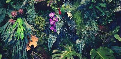 trepadeira verde, videira ou hera, filodendro gigante de orquídea roxa ou violeta e folhas de monstera e parede de flores para segundo plano. papel de parede natural ou padrão de natureza. temporada de frescor em tom vintage. foto