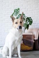 cachorro bichon frise fofo sentado ao lado do transportador de animais de estimação, fundo da parede de tijolos foto