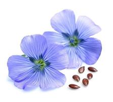 flores azuis de linho e sementes de linho fecham em branco. foto