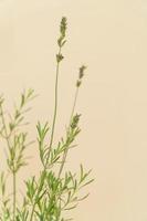 planta em vaso caseira em um fundo branco e amarelo foto