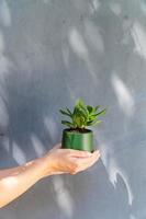 uma planta caseira em uma panela em suas mãos foto