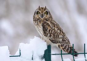 rara coruja orelhuda de inverno asio flammeus empoleirada na cerca de neve foto